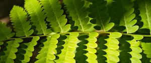 Preview wallpaper fern, leaves, light, shadows, macro