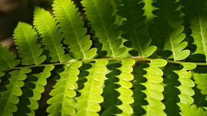 Preview wallpaper fern, leaves, light, shadows, macro
