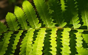 Preview wallpaper fern, leaves, light, shadows, macro