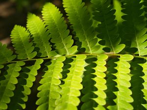 Preview wallpaper fern, leaves, light, shadows, macro