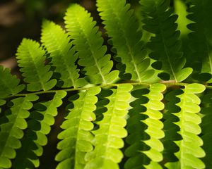 Preview wallpaper fern, leaves, light, shadows, macro