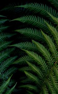 Preview wallpaper fern, leaves, macro, green, plant