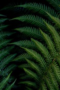 Preview wallpaper fern, leaves, macro, green, plant