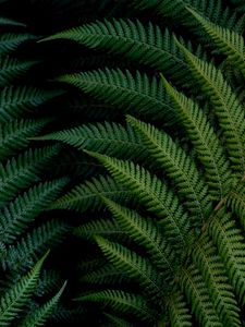 Preview wallpaper fern, leaves, macro, green, plant