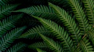 Preview wallpaper fern, leaves, macro, green, plant