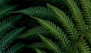 Preview wallpaper fern, leaves, macro, green, plant