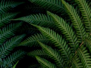 Preview wallpaper fern, leaves, macro, green, plant