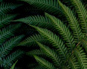 Preview wallpaper fern, leaves, macro, green, plant