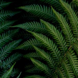 Preview wallpaper fern, leaves, macro, green, plant