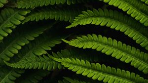 Preview wallpaper fern, leaves, macro, green