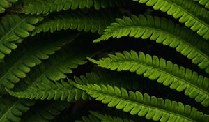 Preview wallpaper fern, leaves, macro, green