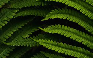 Preview wallpaper fern, leaves, macro, green