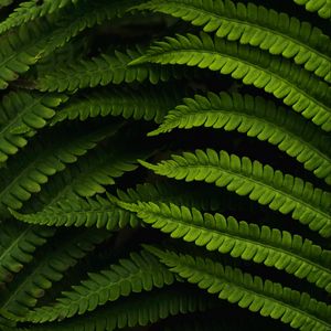 Preview wallpaper fern, leaves, macro, green