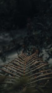 Preview wallpaper fern, leaves, macro, plant