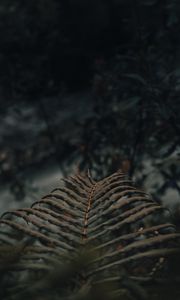 Preview wallpaper fern, leaves, macro, plant