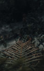 Preview wallpaper fern, leaves, macro, plant
