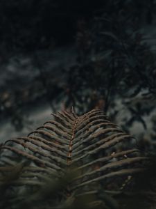 Preview wallpaper fern, leaves, macro, plant