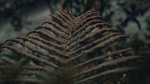 Preview wallpaper fern, leaves, macro, plant