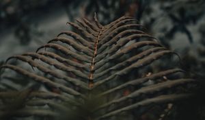 Preview wallpaper fern, leaves, macro, plant