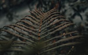 Preview wallpaper fern, leaves, macro, plant