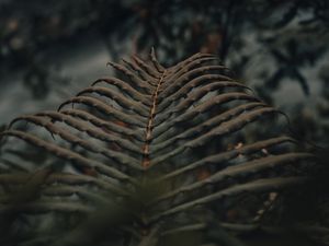 Preview wallpaper fern, leaves, macro, plant