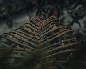 Preview wallpaper fern, leaves, macro, plant