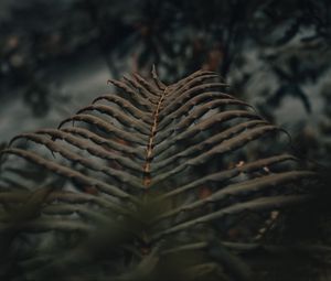 Preview wallpaper fern, leaves, macro, plant