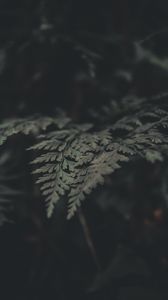 Preview wallpaper fern, leaves, macro, plant, green