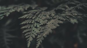 Preview wallpaper fern, leaves, macro, plant, green