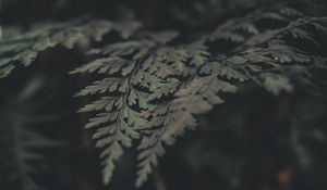 Preview wallpaper fern, leaves, macro, plant, green