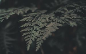 Preview wallpaper fern, leaves, macro, plant, green