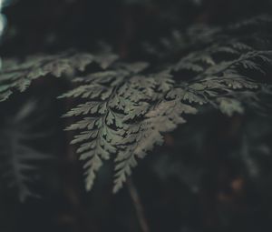 Preview wallpaper fern, leaves, macro, plant, green