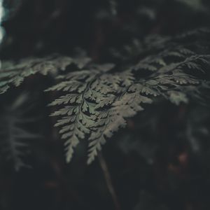 Preview wallpaper fern, leaves, macro, plant, green