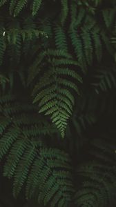 Preview wallpaper fern, leaves, macro, blur