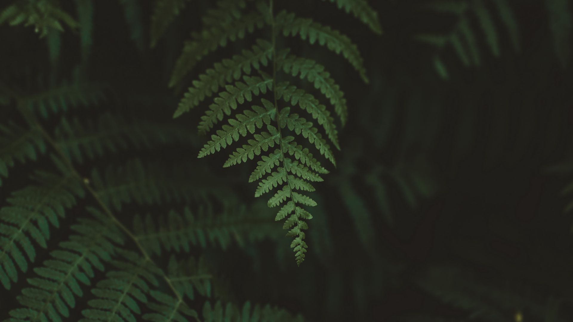 Download wallpaper 1920x1080 fern, leaves, macro, blur full hd, hdtv ...