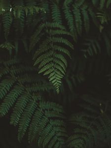 Preview wallpaper fern, leaves, macro, blur