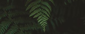 Preview wallpaper fern, leaves, macro, blur