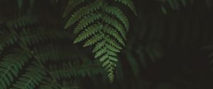 Preview wallpaper fern, leaves, macro, blur