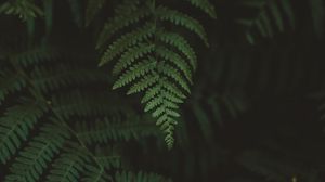 Preview wallpaper fern, leaves, macro, blur