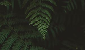 Preview wallpaper fern, leaves, macro, blur