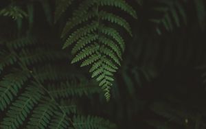 Preview wallpaper fern, leaves, macro, blur