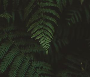 Preview wallpaper fern, leaves, macro, blur