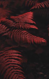 Preview wallpaper fern, leaves, macro, red