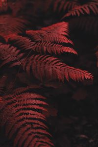 Preview wallpaper fern, leaves, macro, red