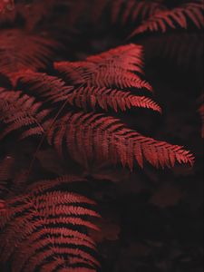 Preview wallpaper fern, leaves, macro, red