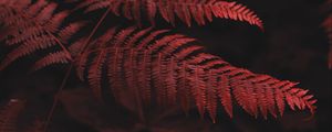 Preview wallpaper fern, leaves, macro, red