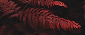 Preview wallpaper fern, leaves, macro, red