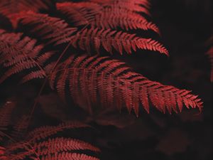 Preview wallpaper fern, leaves, macro, red