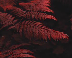 Preview wallpaper fern, leaves, macro, red