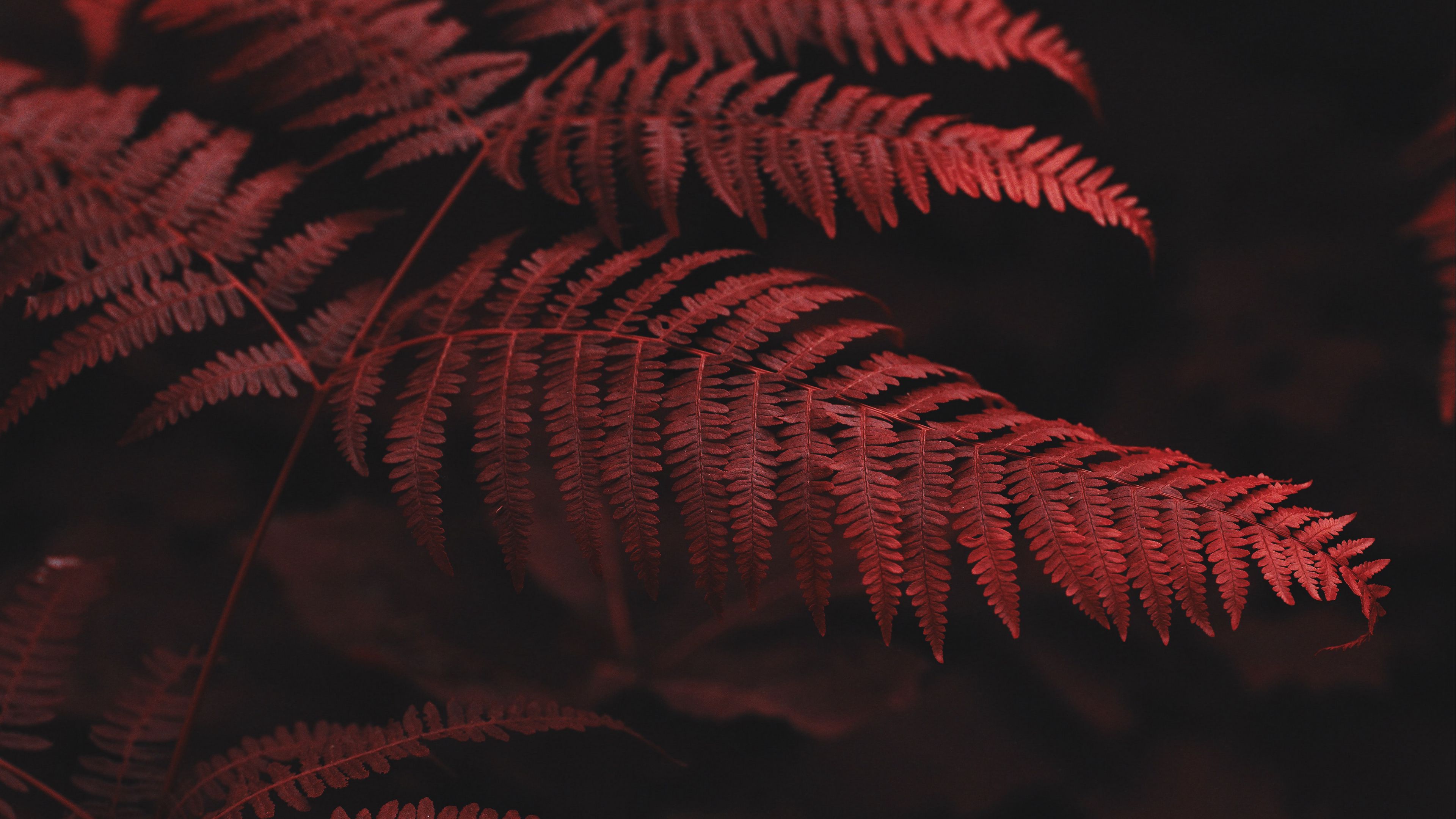 fern. macro. red. leaves. 